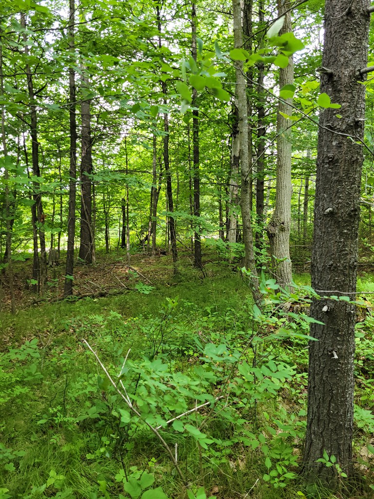 TBD Wayside Rd, Egg Harbor, Wisconsin 54209, ,Inland Vacant Land,For Sale,Wayside Rd,139645