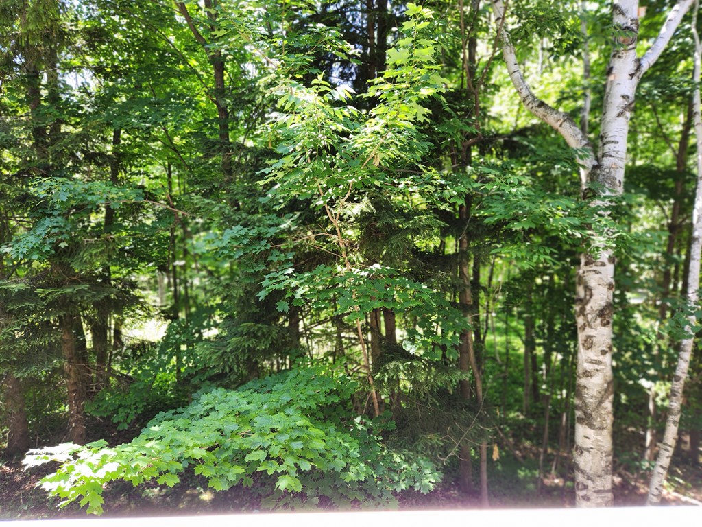 Wooded View
